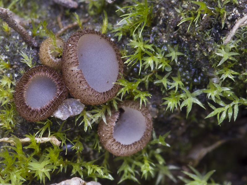 Trichophaea gregaria